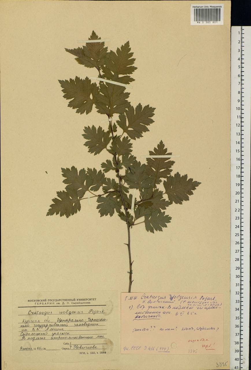 Crataegus ambigua subsp. ambigua, Eastern Europe, Central forest-and-steppe region (E6) (Russia)