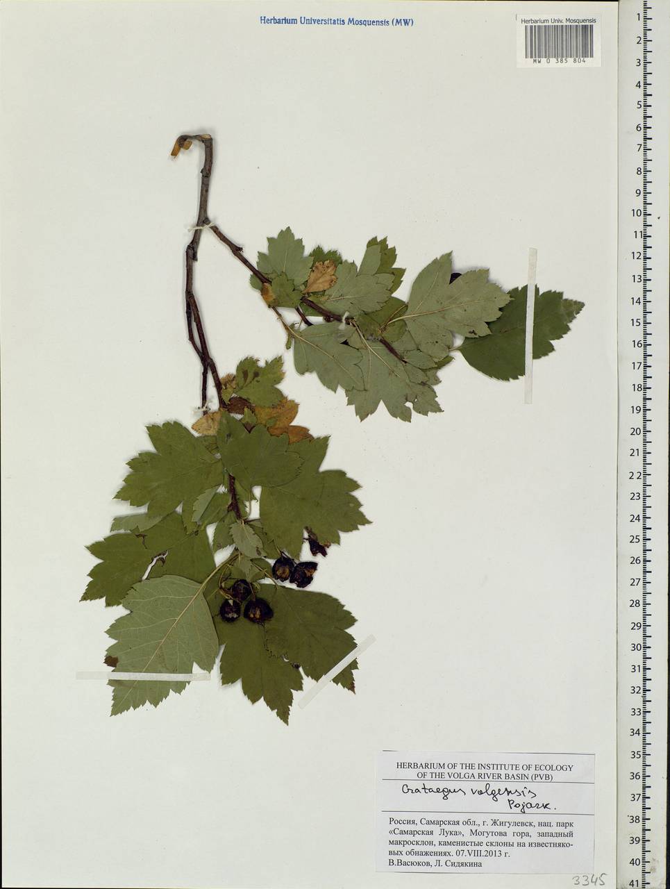 Crataegus ambigua subsp. ambigua, Eastern Europe, Middle Volga region (E8) (Russia)