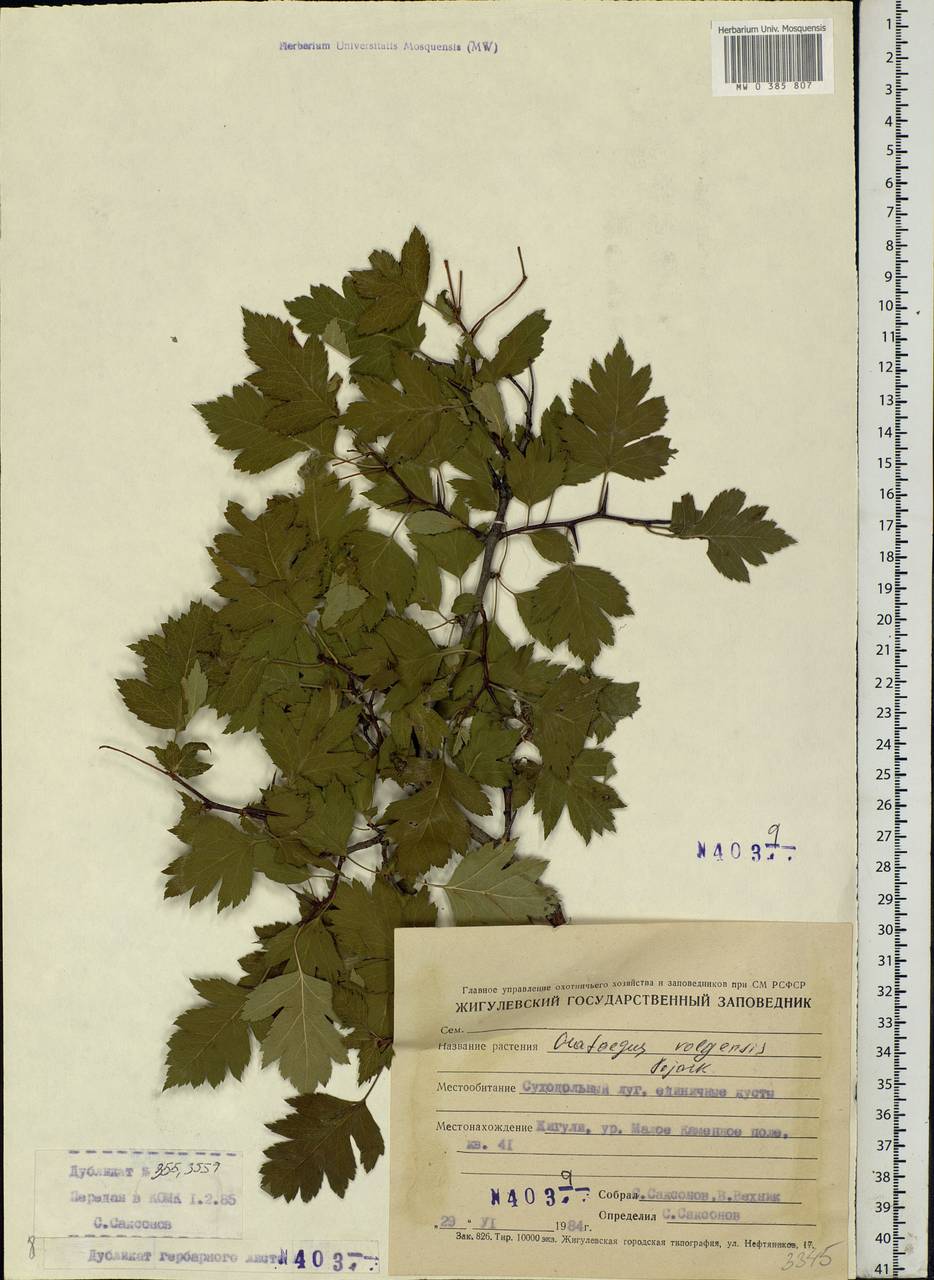 Crataegus ambigua subsp. ambigua, Eastern Europe, Middle Volga region (E8) (Russia)
