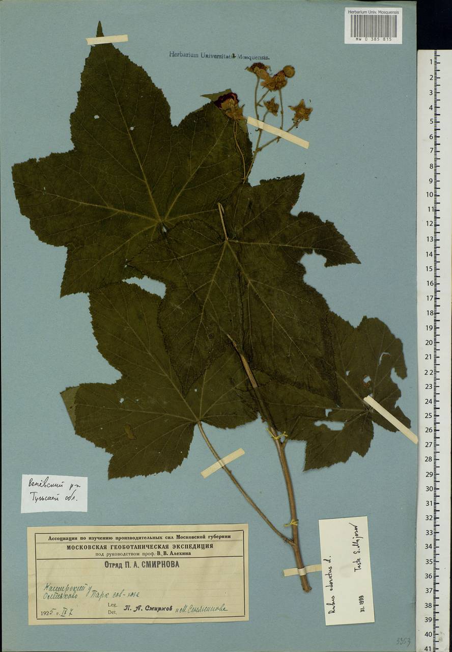 Rubus odoratus L., Eastern Europe, Central region (E4) (Russia)