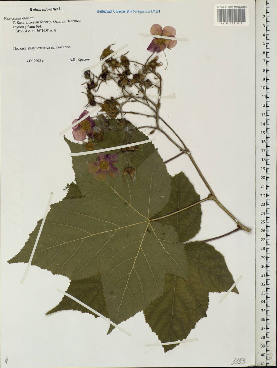 Душистые схема. Rubus odoratus. Rubus odoratus рисунок. Малиноклен. Rubacer odoratum Ботанический рисунок.