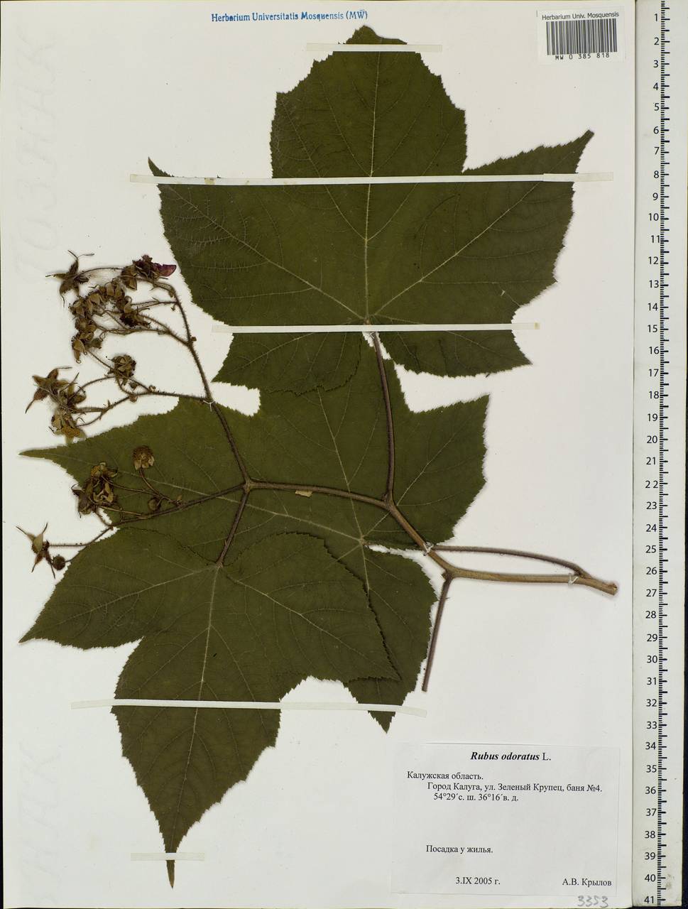 Rubus odoratus L., Eastern Europe, Central region (E4) (Russia)