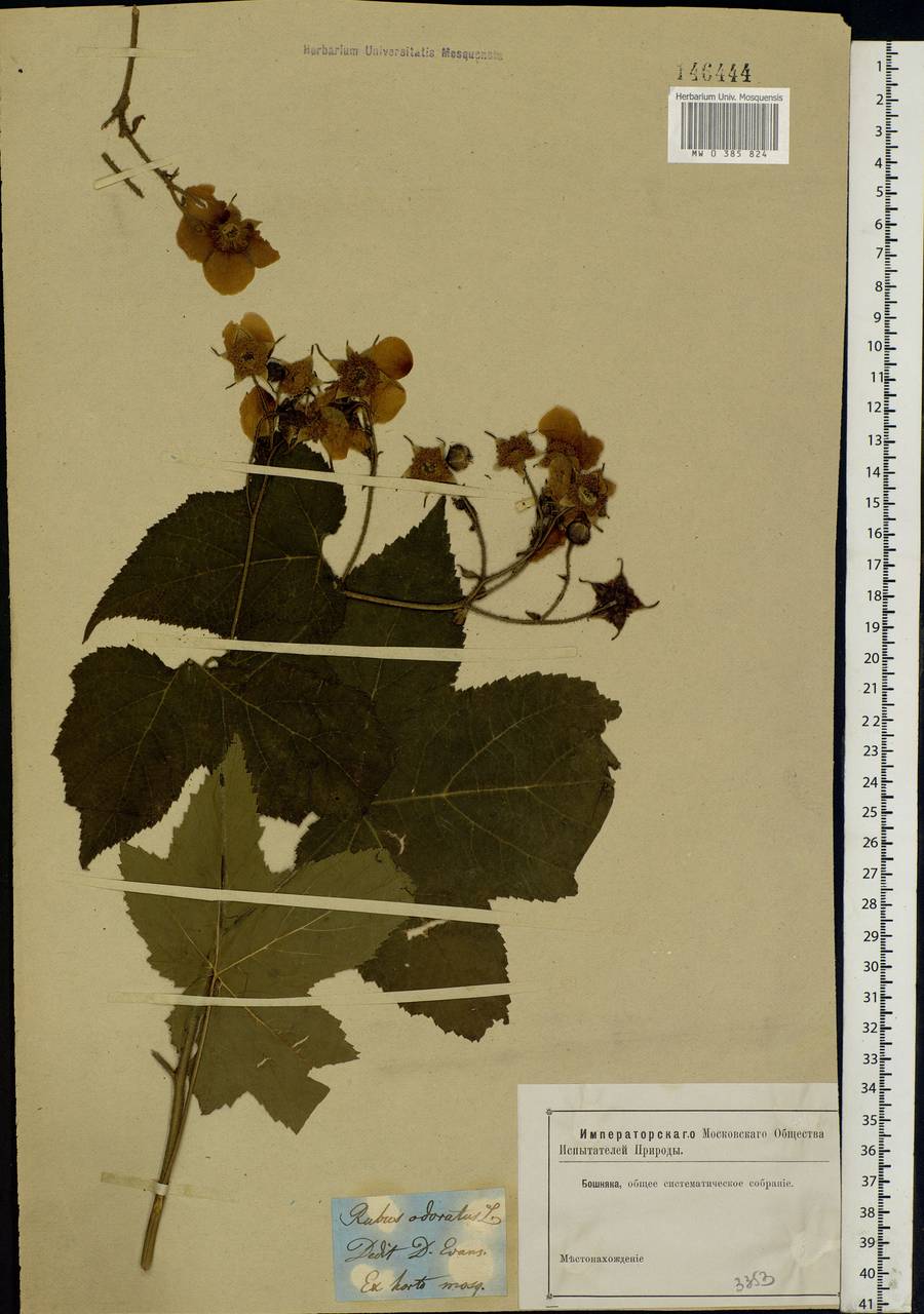 Rubus odoratus L., Eastern Europe, Moscow region (E4a) (Russia)