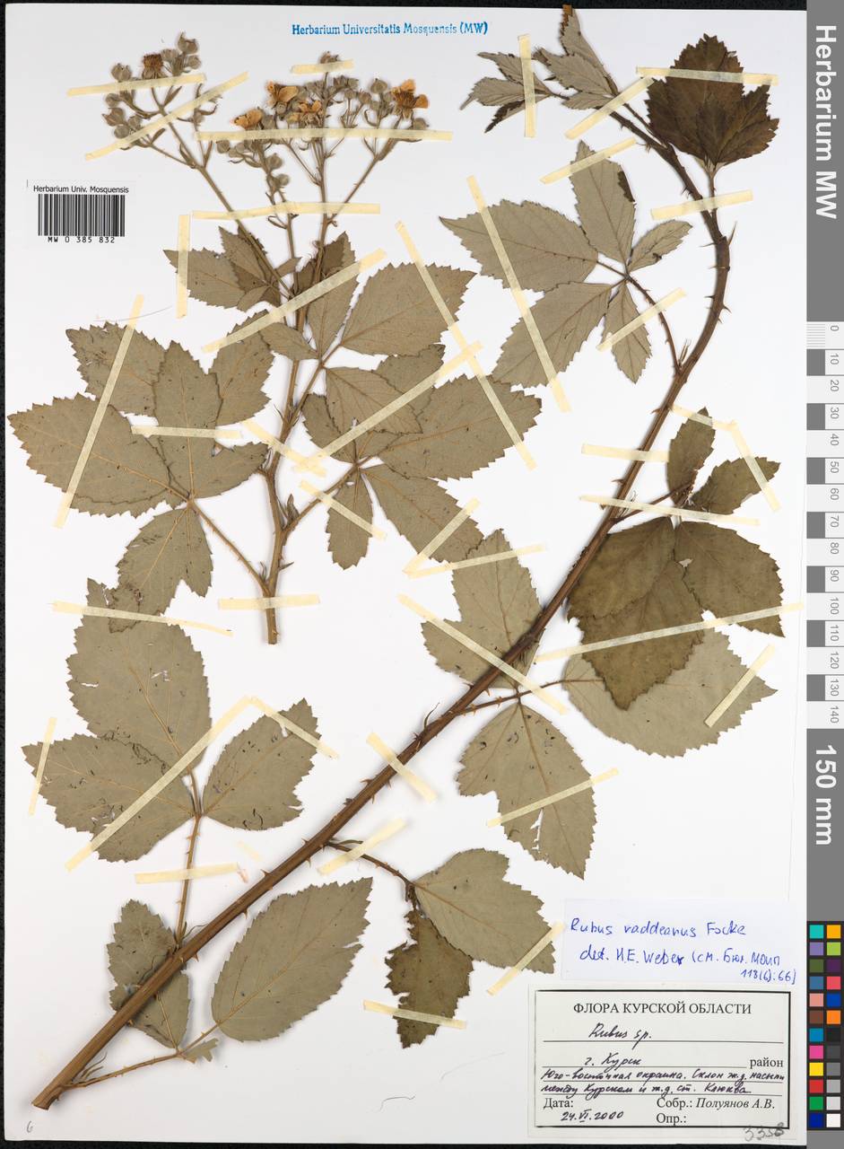 Rubus persicus Boiss., Eastern Europe, Central forest-and-steppe region (E6) (Russia)