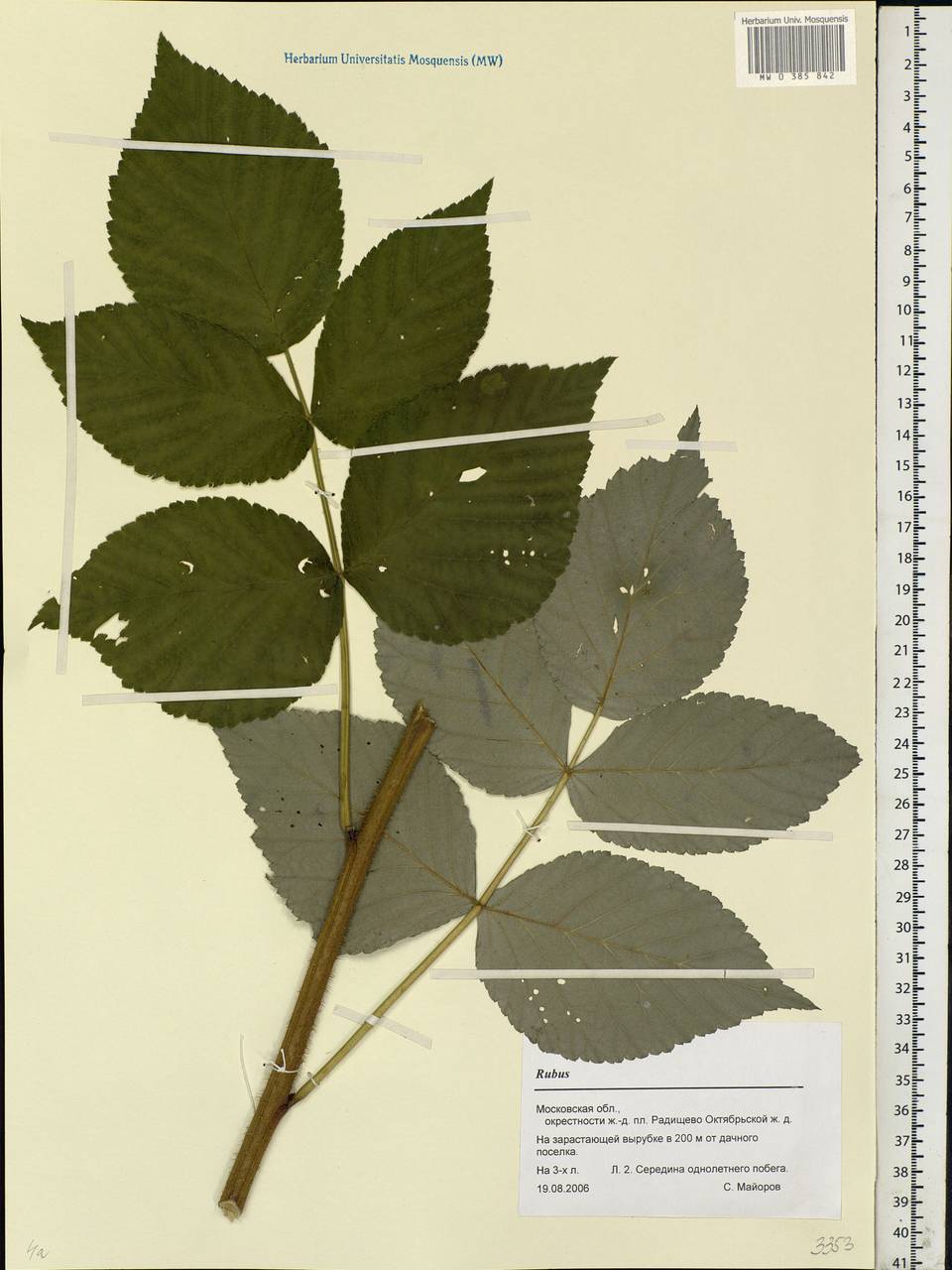 Rubus, Eastern Europe, Moscow region (E4a) (Russia)