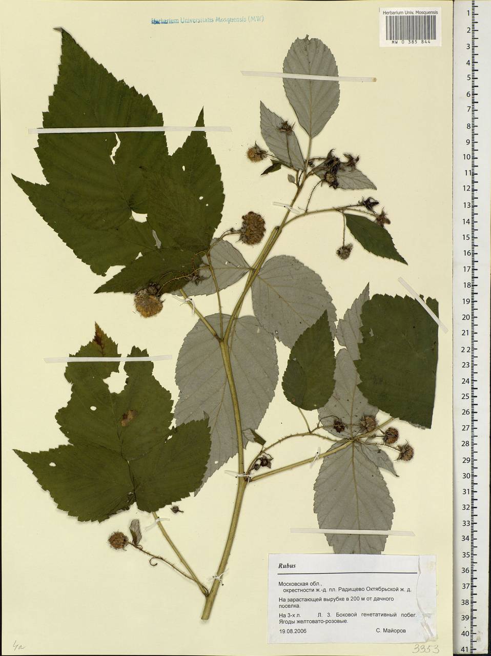 Rubus, Eastern Europe, Moscow region (E4a) (Russia)