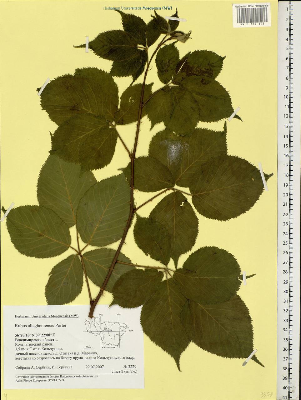 Rubus allegheniensis Porter, Eastern Europe, Central region (E4) (Russia)