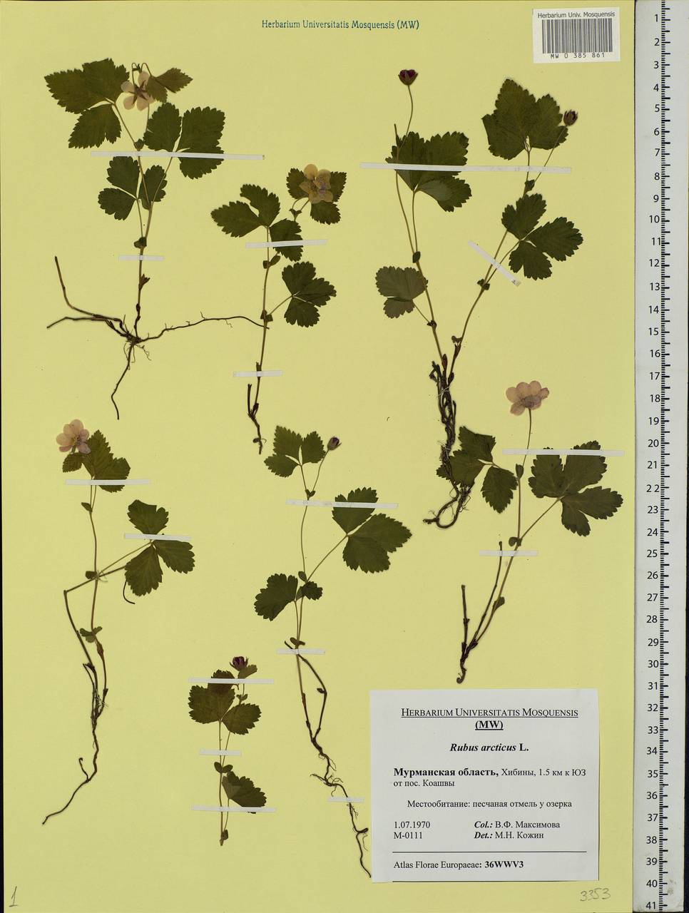 Rubus arcticus L., Eastern Europe, Northern region (E1) (Russia)