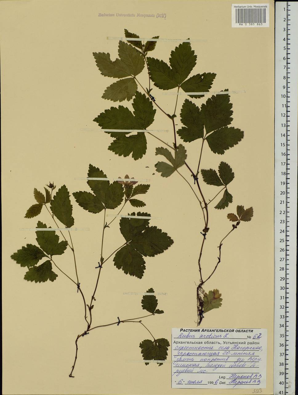 Rubus arcticus L., Eastern Europe, Northern region (E1) (Russia)