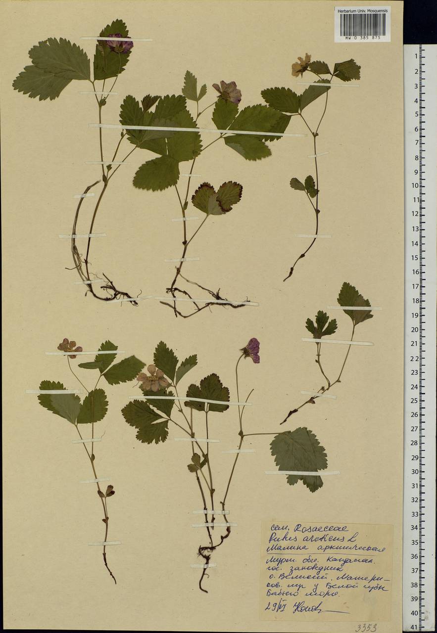 Rubus arcticus L., Eastern Europe, Northern region (E1) (Russia)