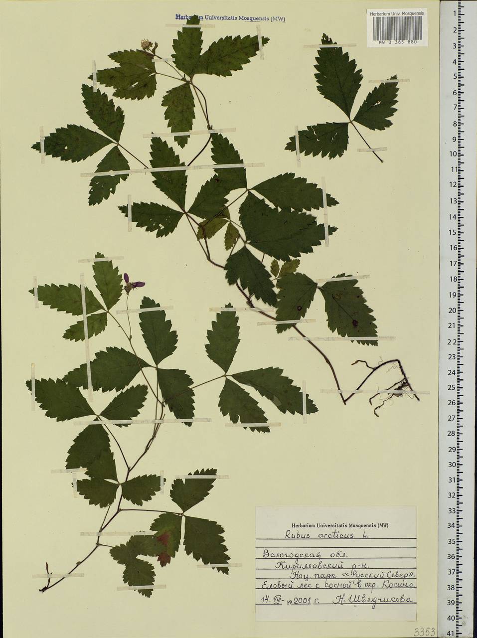 Rubus arcticus L., Eastern Europe, Northern region (E1) (Russia)