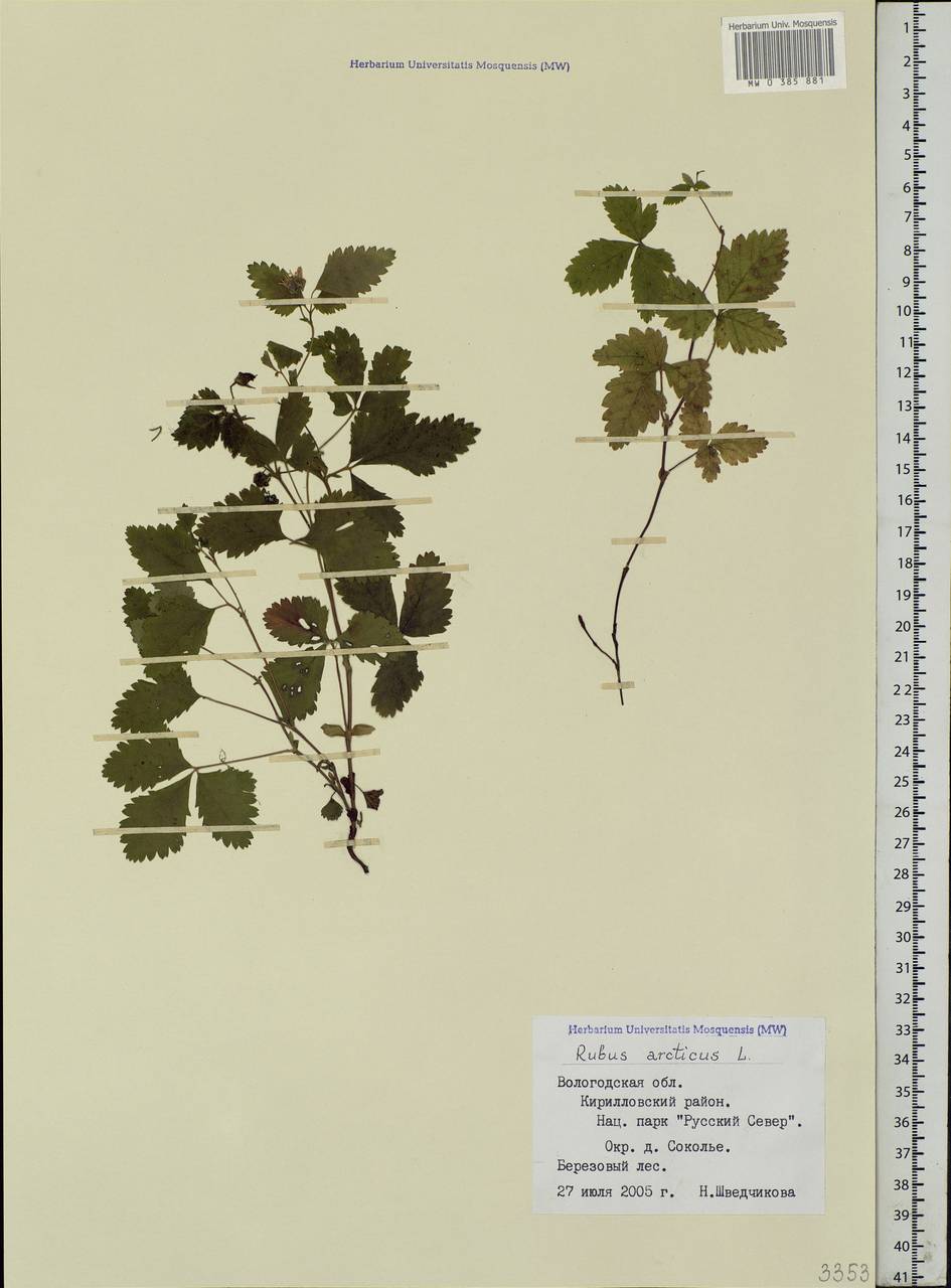 Rubus arcticus L., Eastern Europe, Northern region (E1) (Russia)