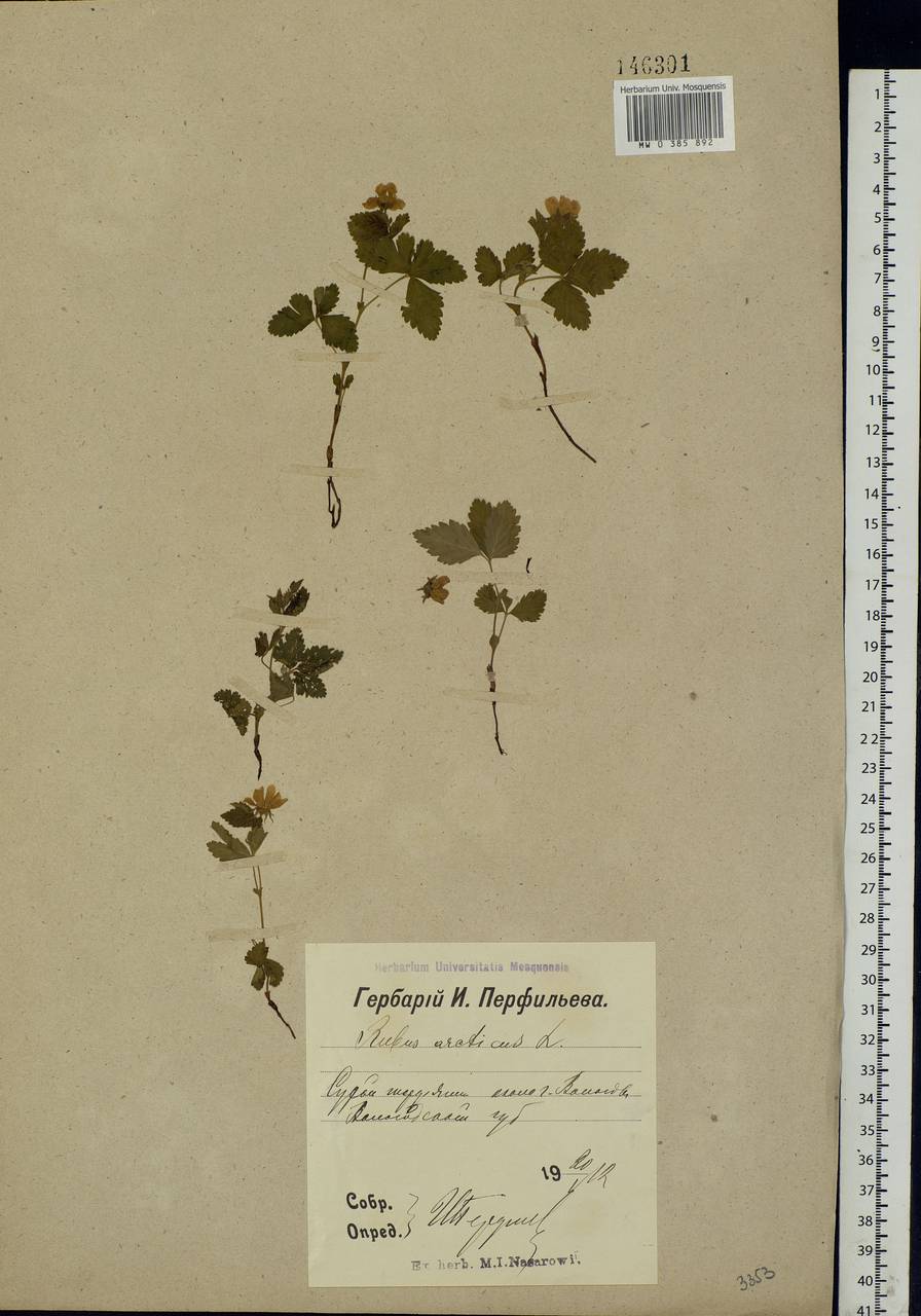 Rubus arcticus L., Eastern Europe, Northern region (E1) (Russia)