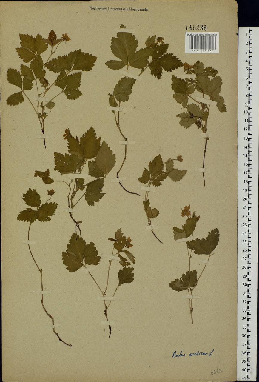 Rubus arcticus L., Eastern Europe, Northern region (E1) (Russia)