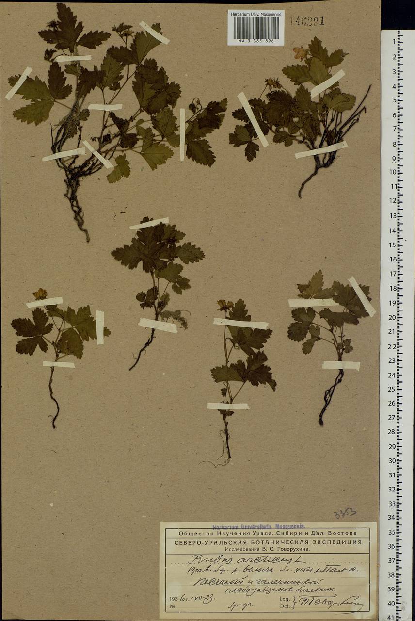 Rubus arcticus L., Eastern Europe, Northern region (E1) (Russia)