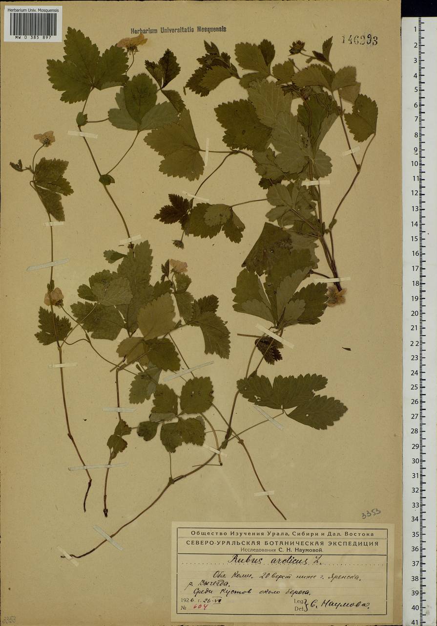 Rubus arcticus L., Eastern Europe, Northern region (E1) (Russia)
