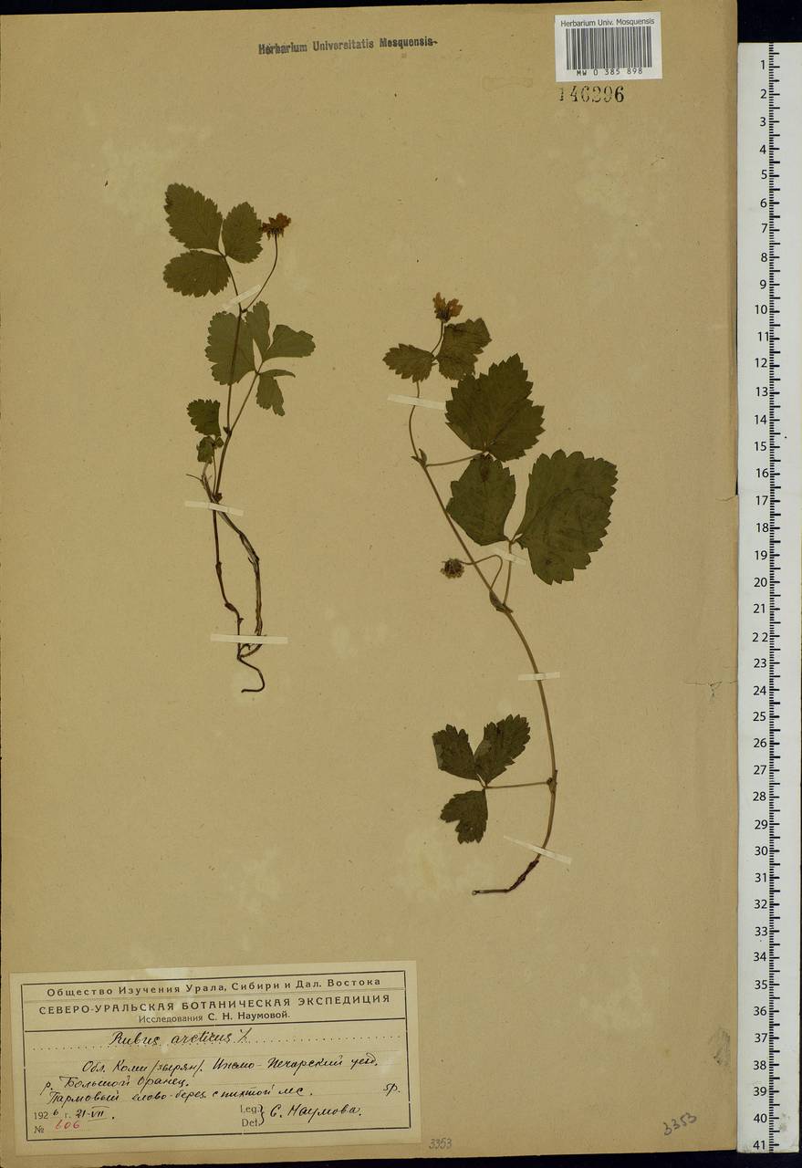 Rubus arcticus L., Eastern Europe, Northern region (E1) (Russia)