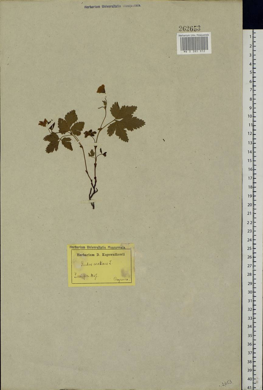 Rubus arcticus L., Western Europe (EUR) (Finland)