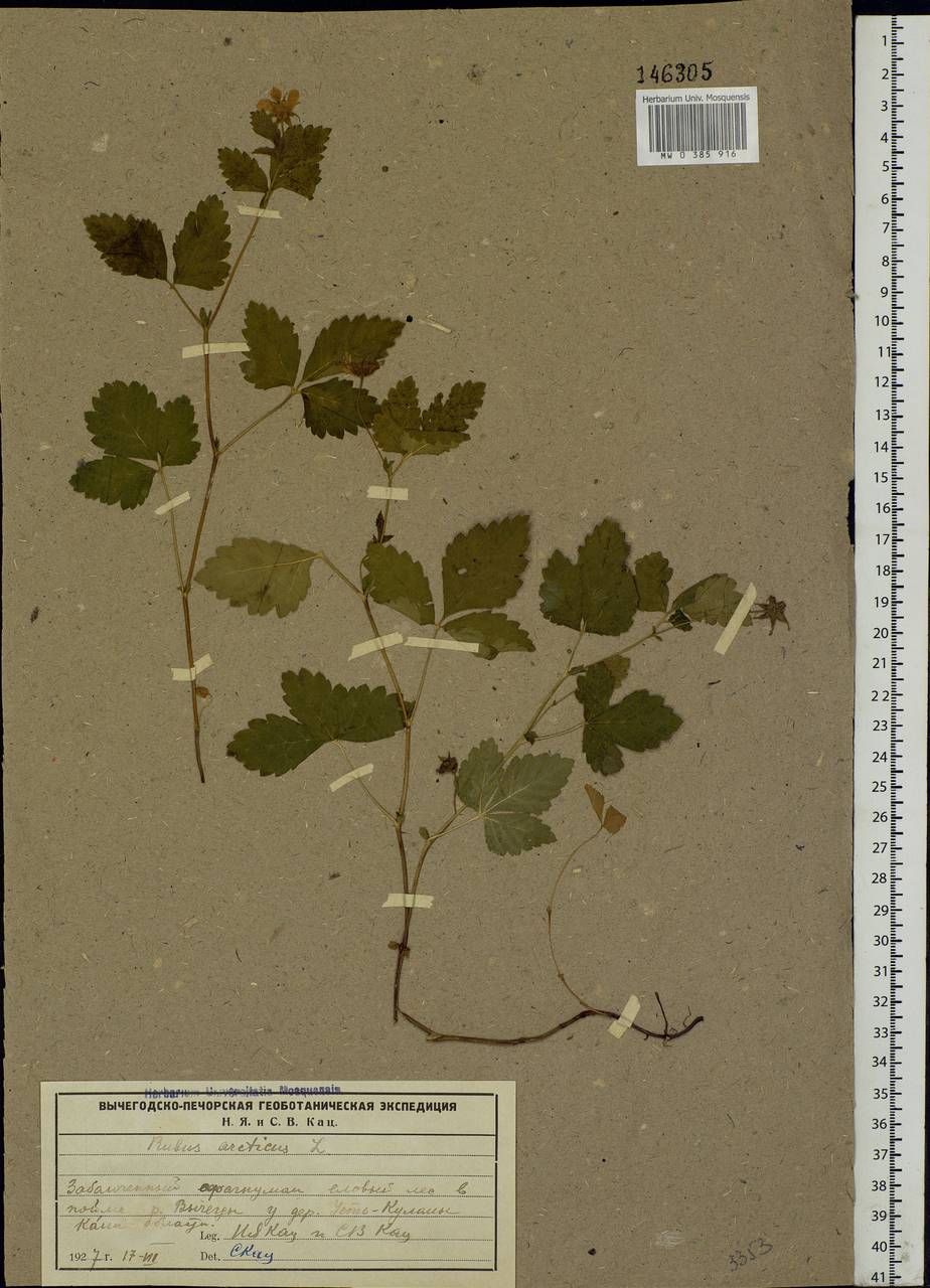 Rubus arcticus L., Eastern Europe, Northern region (E1) (Russia)