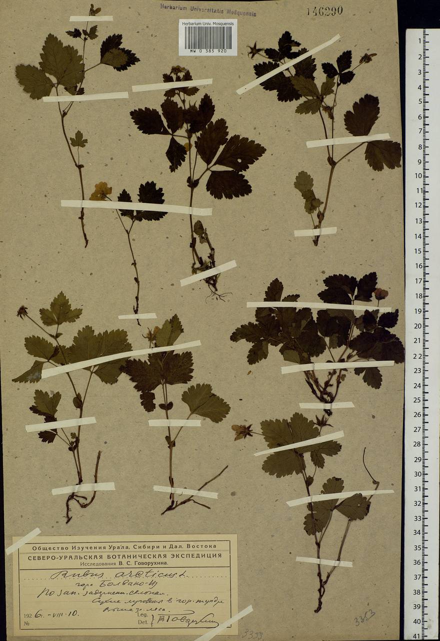 Rubus arcticus L., Eastern Europe, Northern region (E1) (Russia)