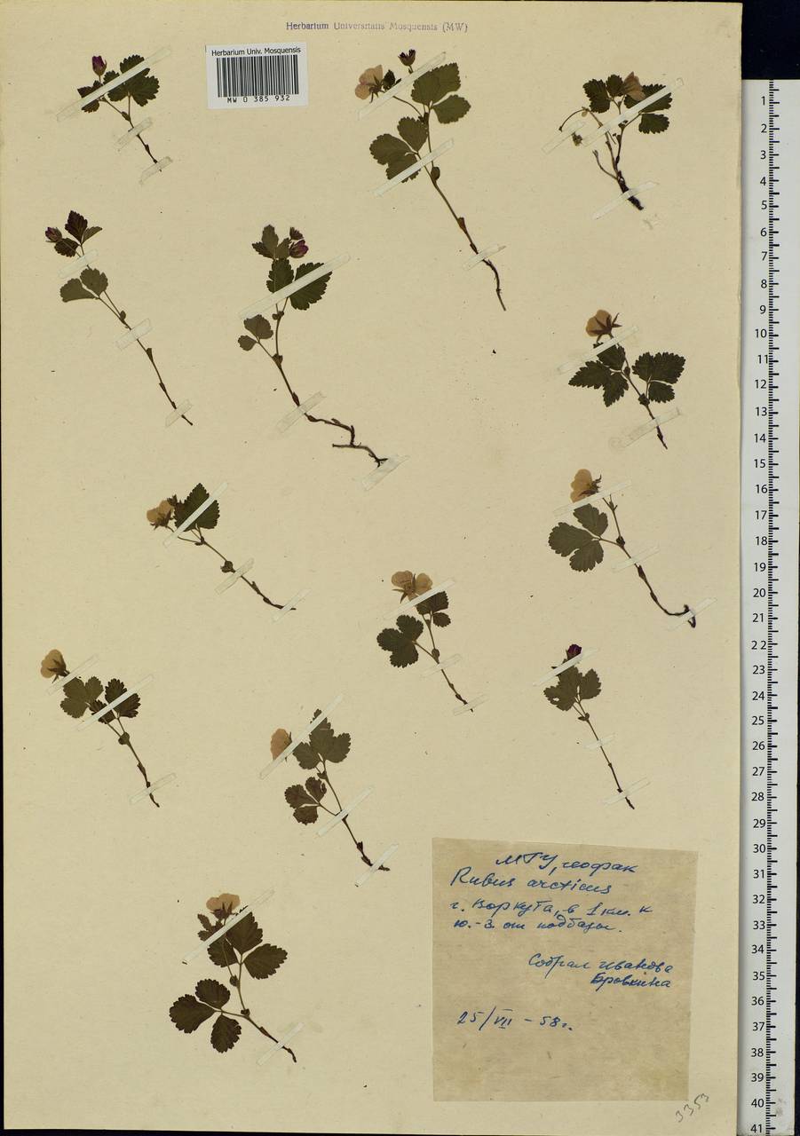 Rubus arcticus L., Eastern Europe, Northern region (E1) (Russia)