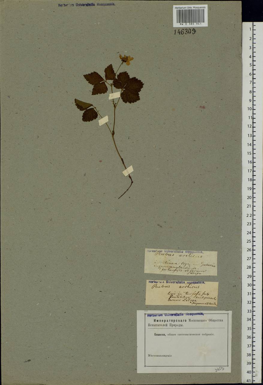 Rubus arcticus L., Eastern Europe, North-Western region (E2) (Russia)