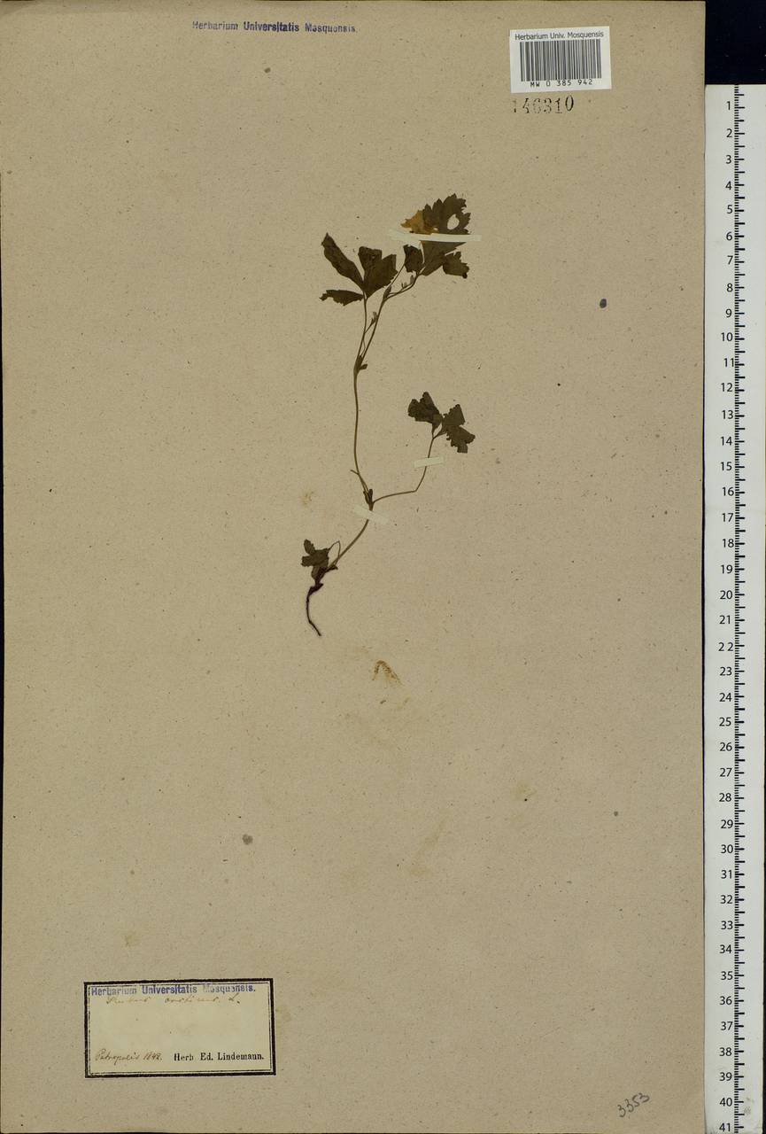 Rubus arcticus L., Eastern Europe, North-Western region (E2) (Russia)