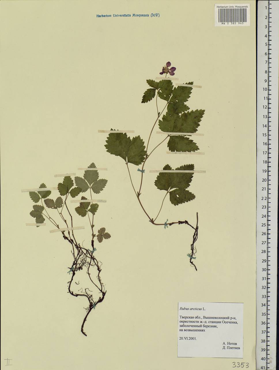 Rubus arcticus L., Eastern Europe, North-Western region (E2) (Russia)