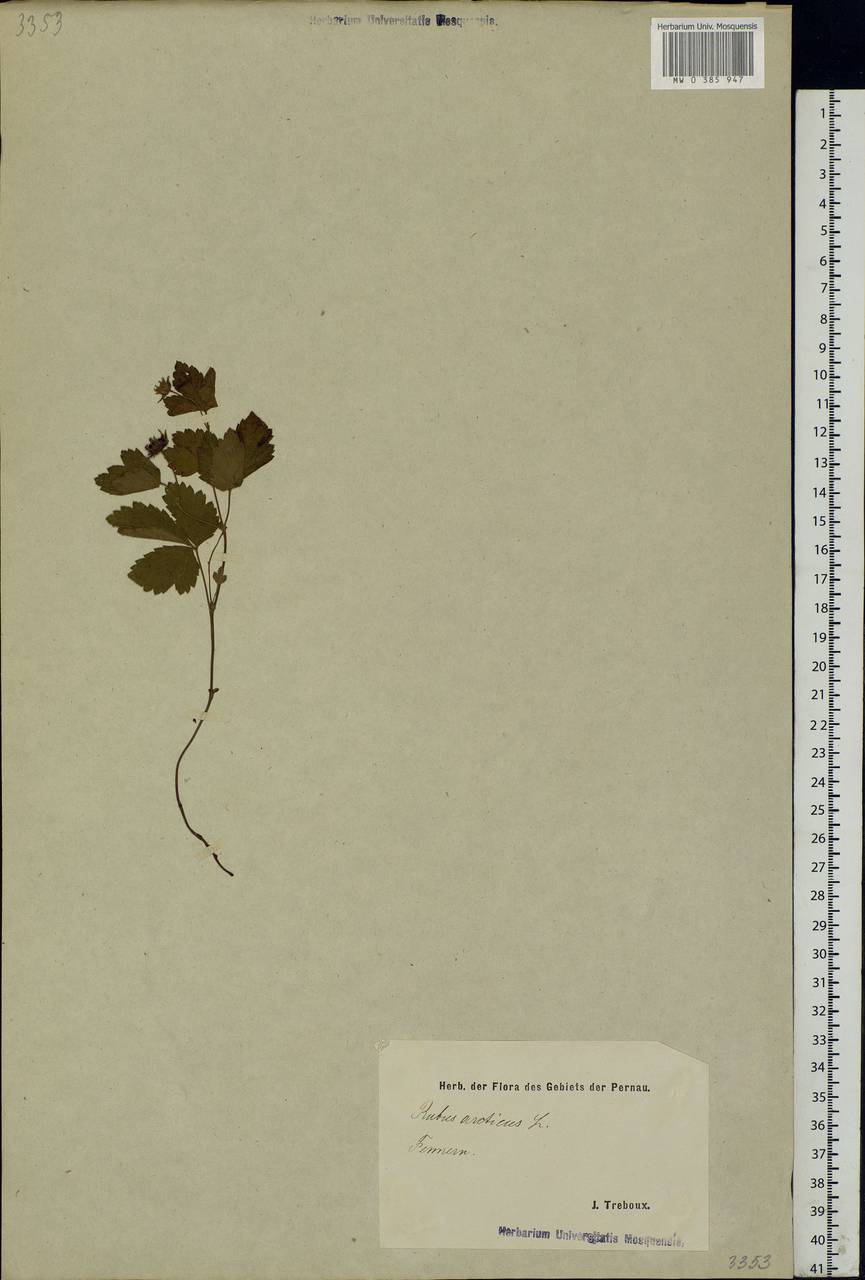 Rubus arcticus L., Eastern Europe, Estonia (E2c) (Estonia)