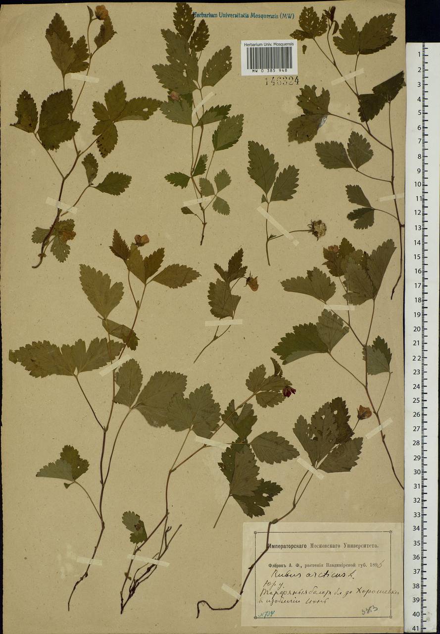 Rubus arcticus L., Eastern Europe, Central region (E4) (Russia)