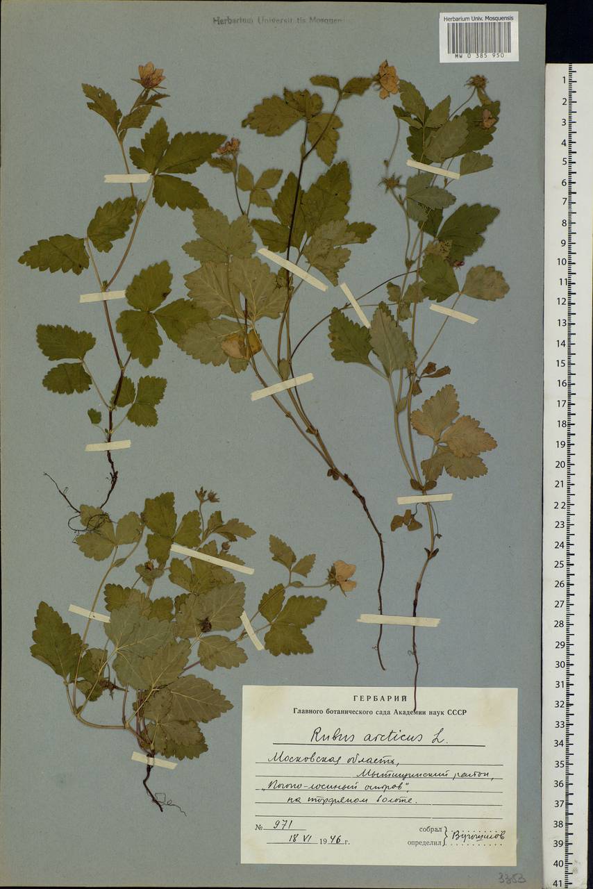 Rubus arcticus L., Eastern Europe, Moscow region (E4a) (Russia)