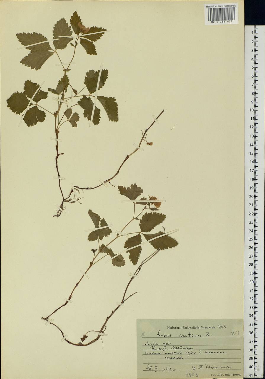 Rubus arcticus L., Eastern Europe, Moscow region (E4a) (Russia)