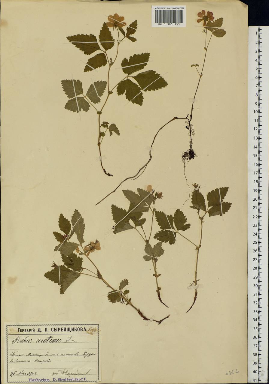 Rubus arcticus L., Eastern Europe, Moscow region (E4a) (Russia)