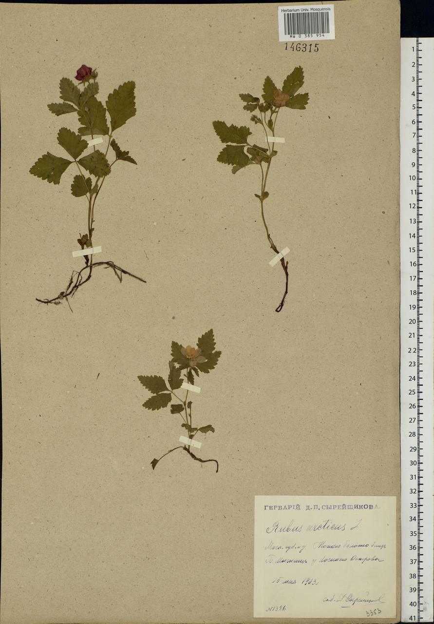 Rubus arcticus L., Eastern Europe, Moscow region (E4a) (Russia)
