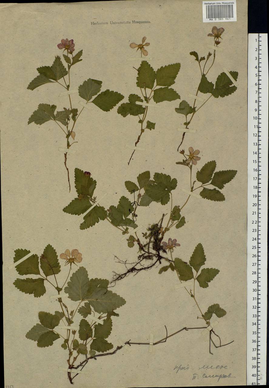 Rubus arcticus L., Eastern Europe, Moscow region (E4a) (Russia)