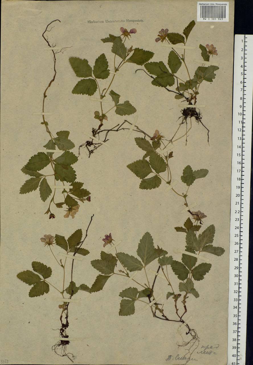 Rubus arcticus L., Eastern Europe, Moscow region (E4a) (Russia)