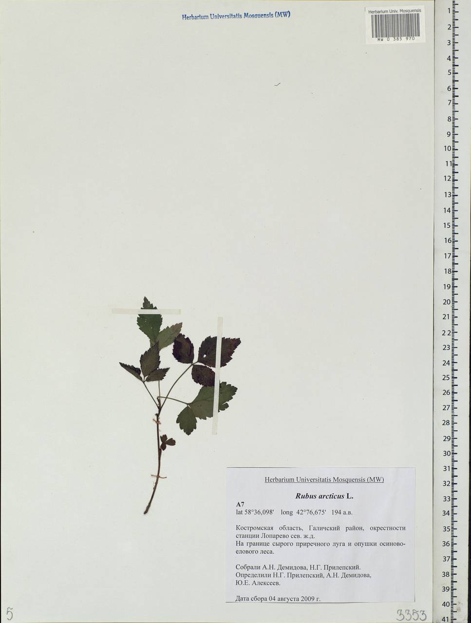 Rubus arcticus L., Eastern Europe, Central forest region (E5) (Russia)