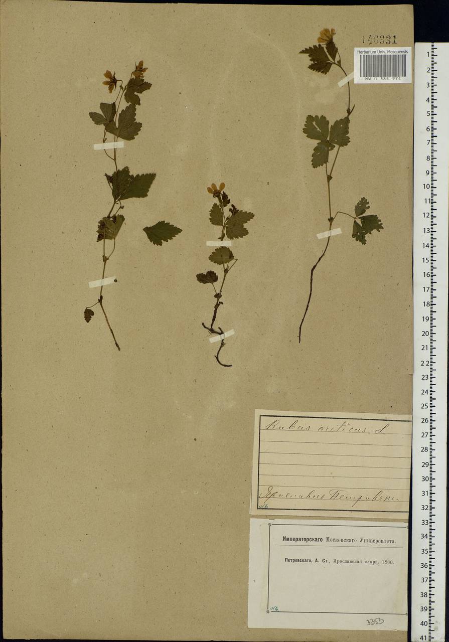 Rubus arcticus L., Eastern Europe, Central forest region (E5) (Russia)