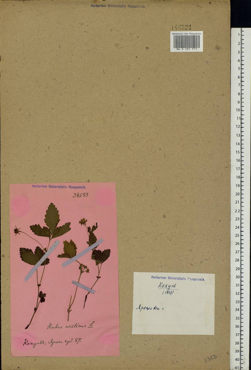 Rubus arcticus L., Eastern Europe, Central forest region (E5) (Russia)