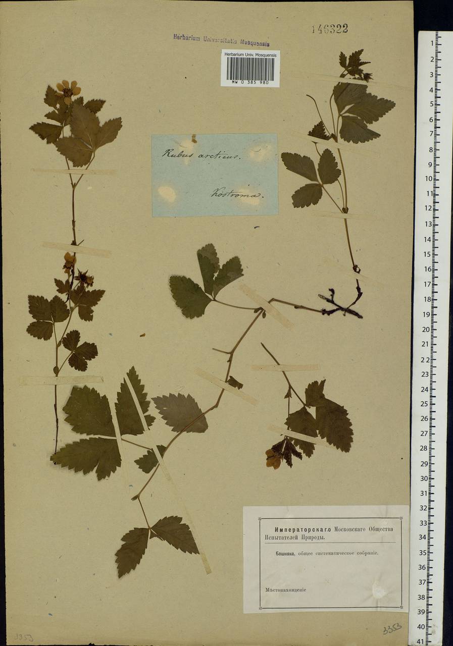 Rubus arcticus L., Eastern Europe, Central forest region (E5) (Russia)