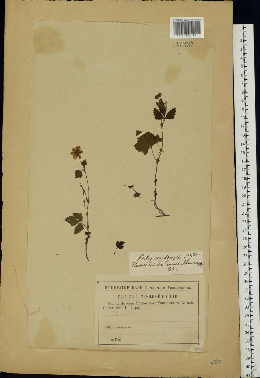 Rubus arcticus L., Eastern Europe, Volga-Kama region (E7) (Russia)