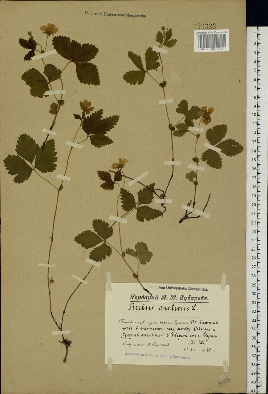Rubus arcticus L., Eastern Europe, Volga-Kama region (E7) (Russia)