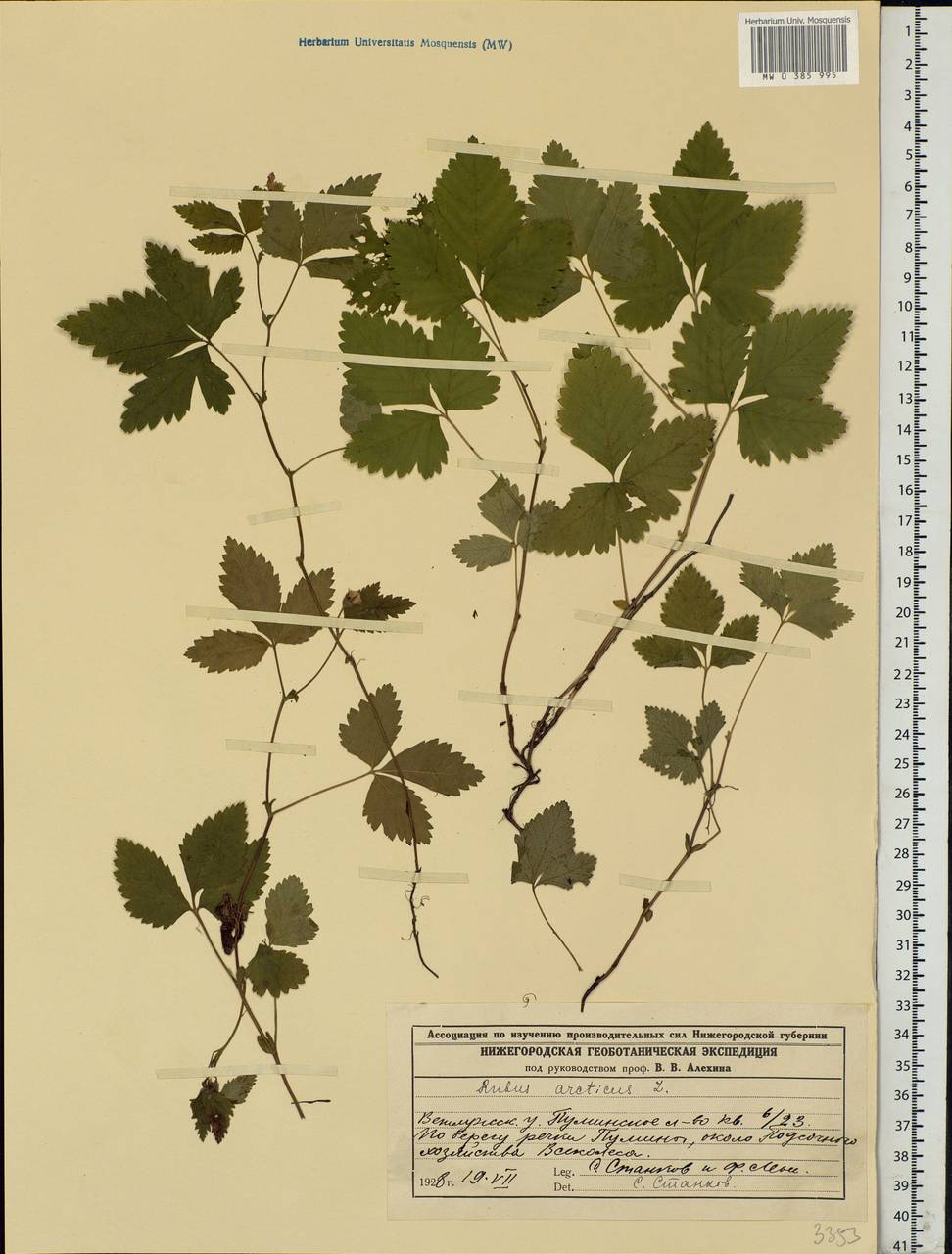 Rubus arcticus L., Eastern Europe, Volga-Kama region (E7) (Russia)