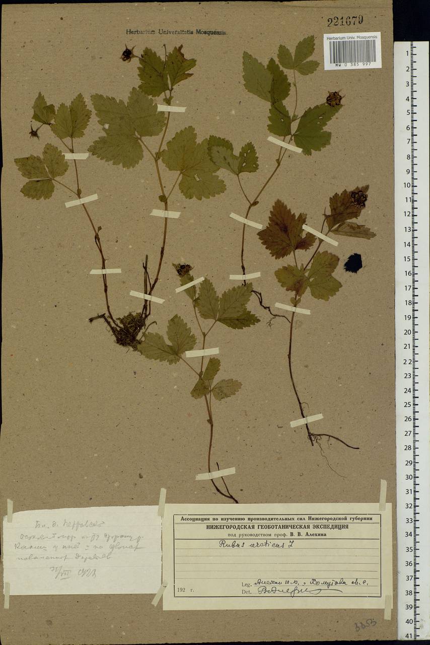 Rubus arcticus L., Eastern Europe, Volga-Kama region (E7) (Russia)