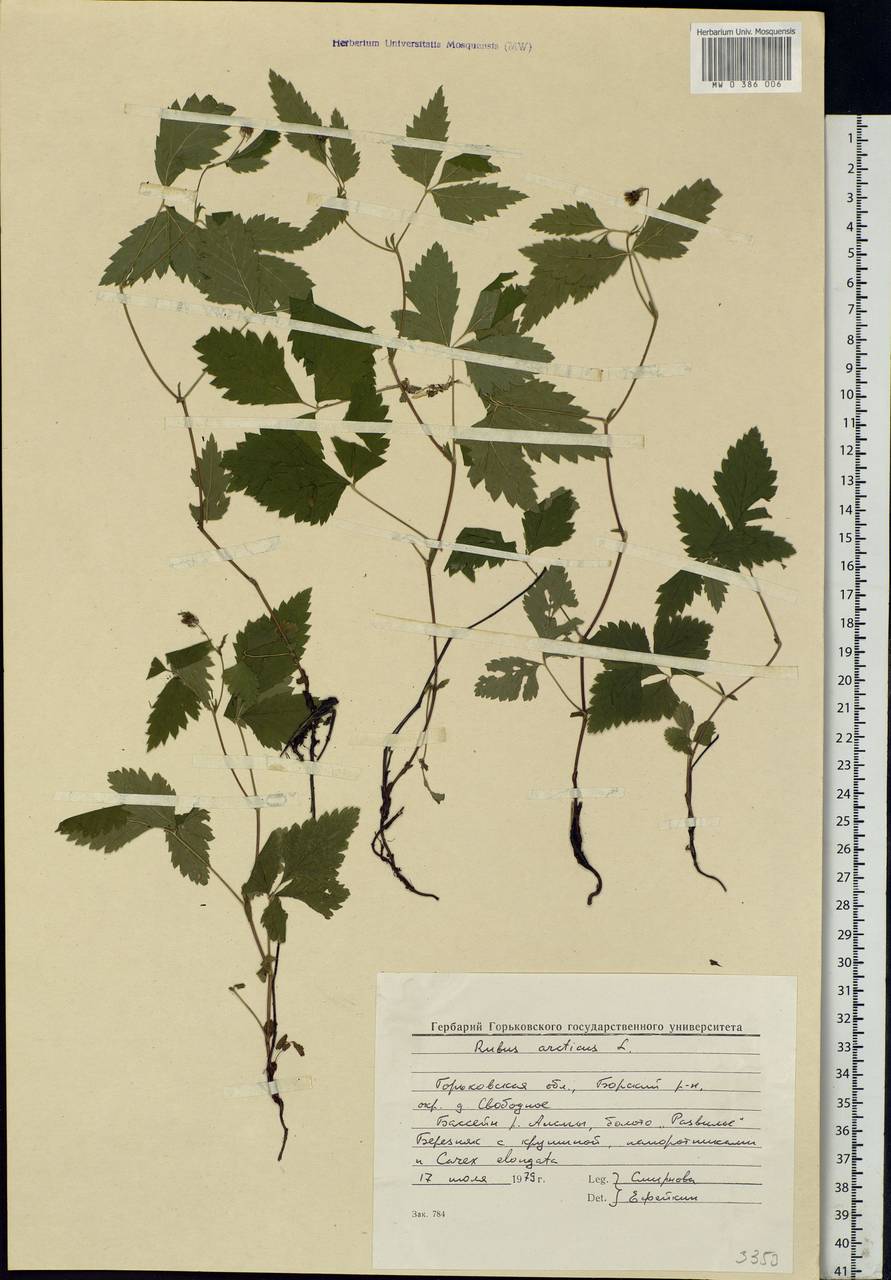 Rubus arcticus L., Eastern Europe, Volga-Kama region (E7) (Russia)