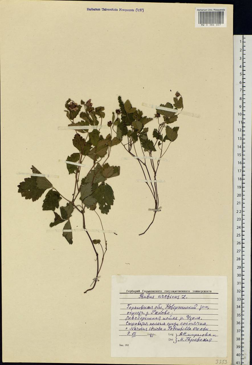 Rubus arcticus L., Eastern Europe, Volga-Kama region (E7) (Russia)