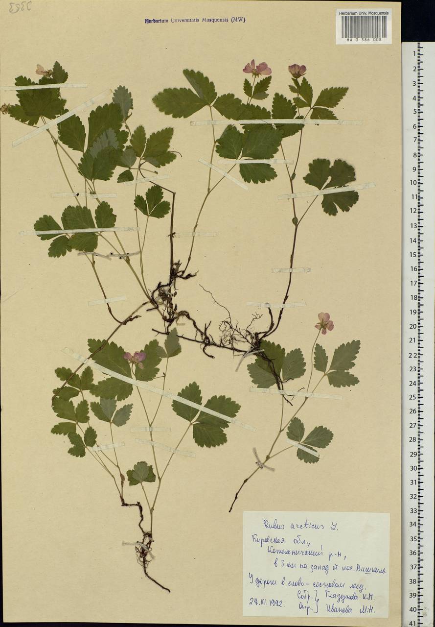 Rubus arcticus L., Eastern Europe, Volga-Kama region (E7) (Russia)