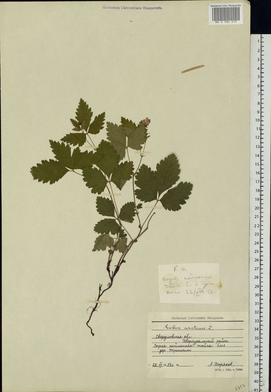 Rubus arcticus L., Eastern Europe, Eastern region (E10) (Russia)