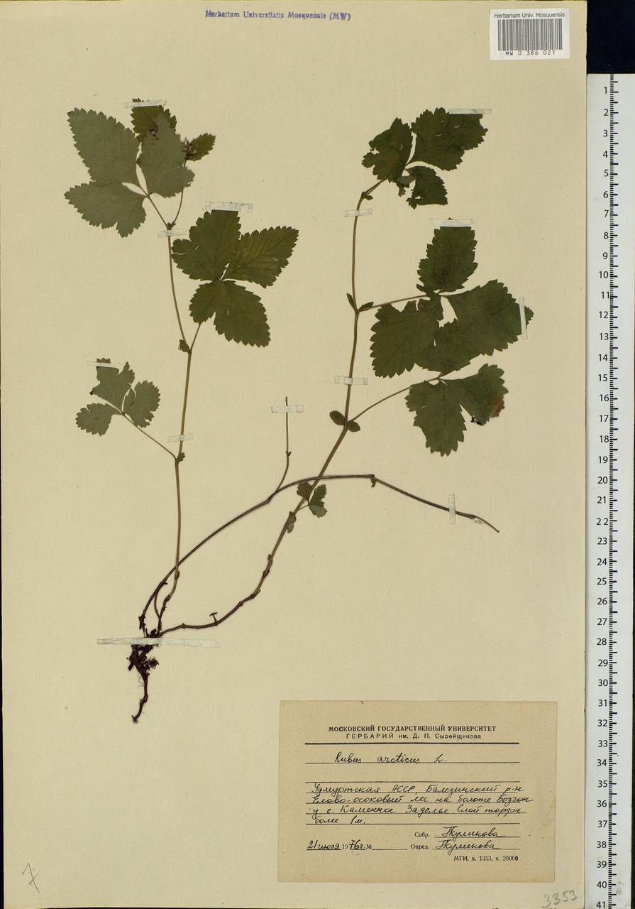 Rubus arcticus L., Eastern Europe, Volga-Kama region (E7) (Russia)