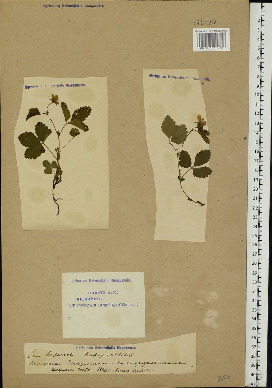 Rubus arcticus L., Eastern Europe, Eastern region (E10) (Russia)
